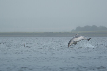 Obraz premium bottlenose dolphins jumping in the water