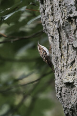 treecreeper creeping up a tree in the forest