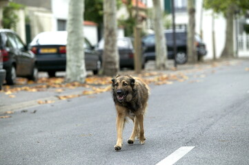 Chien errant dans la rue
