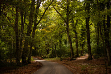 Naklejka premium A road winding through the mystical and dark Umbra forest in the mountains. Gargano National Park, Puglia region, Italy.