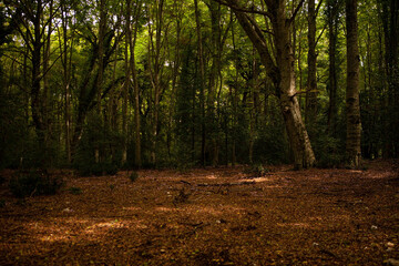 Fototapeta premium Gargano is a National Park in the Apulia region of Italy. Gargano is partially covered by the ancient forest Foresta Umbra, the only remaining oak and beech forest in Italy.