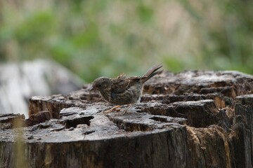juvenile robin eating seeds on a tree stump