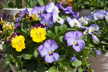 パンジーの鉢植え