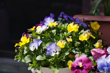 パンジーの鉢植え