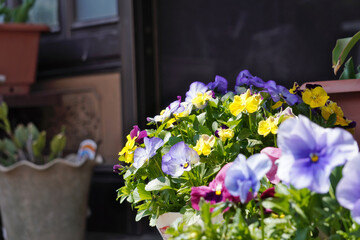 パンジーの鉢植え