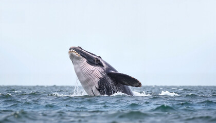 Fototapeta premium Whale breaching ocean surface in Antarctic waters, natural beauty