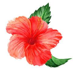 Watercolor hibiscus flower isolated on white background.