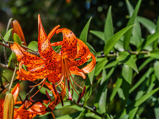 Lovely Orange Tiger Lily Hanging Down