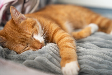 Sleeping ginger cat. Orange cat sleeps on a blanket. The concept of comfort and tranquility at home.