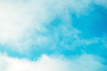Large flock of seagulls in winter morning in countryside landscape