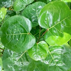 green leaf with water drops, circular 