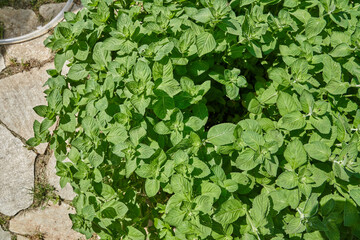 The mint plant, grown in a garden bed on a farm, is used in cooking as an ingredient. a special accent. With space to copy. High quality photo