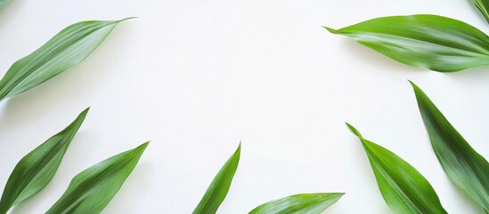 Fresh Corn Cobs Surrounded by Green Leaves on White Background with Space for Text Healthy Food Concept for Agriculture or Cooking Themes