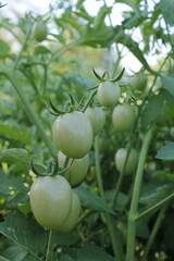 The group of green tomatoes are ready for harvesting 
