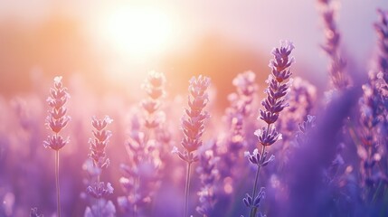 Lavender field at sunset with soft light creating a serene atmosphere and a focus on delicate lavender blossoms in bloom.