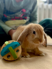 Little Friendships: Boy and Bunny