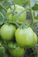 The group of green tomatoes are ready for harvesting 
