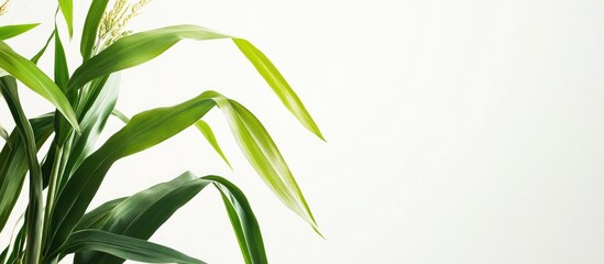 Fototapeta premium Corn plant with long tassels against a light background providing ample empty space for text or graphics suitable for various designs