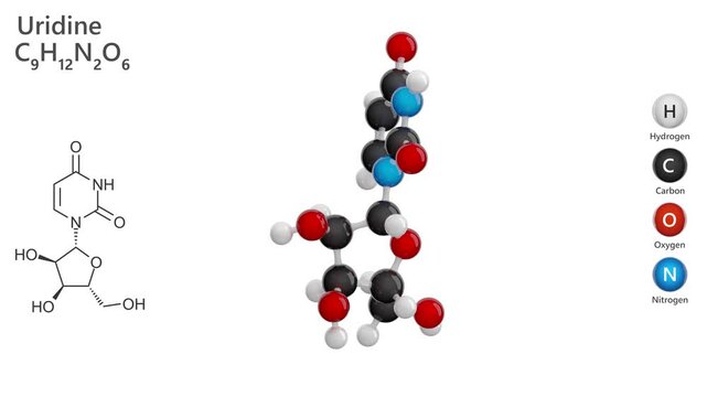 Uridine. Ribonucleoside. Animated 3D model of a molecule. Molecular formula: C9H12N2O6 Chemical model: Ball and stick. White background. 3D rendering. Seamless loop.