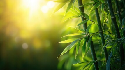 Obraz premium Bamboo plant basking in golden sunlight creating a serene and peaceful natural atmosphere