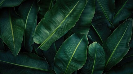 Bananas Surrounded by Lush Dark Green Leaves in a Vibrant Natural Setting