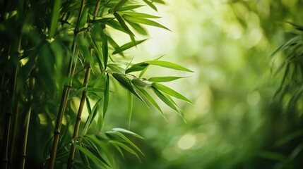 Lush bamboo leaves in a tranquil forest setting showcasing vibrant greenery and natural serenity.