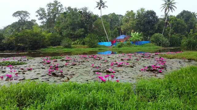 Aerial view of a stream full of red lotuses in bloom. A beautiful view from a village in Kerala. A perfect atmosphere for taking photos. Grasses lie in the water, pollute the water.