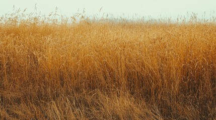 Obraz premium Golden wheat field in autumn vintage style showcasing healthy crop cultivation and serene countryside landscape overlooking dry rye stems