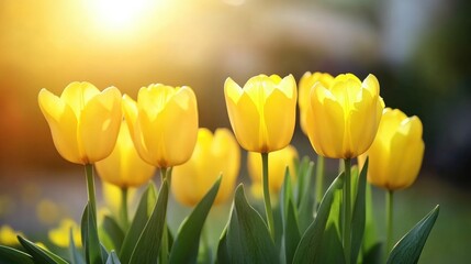 Obraz premium Vibrant yellow tulips basking in sunlight, showcasing nature's beauty and elegance in a serene garden setting.