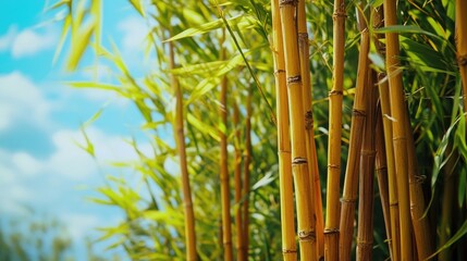 Obraz premium Bamboo stalks swaying under a clear blue sky on a sunny summer day in a tranquil natural setting.
