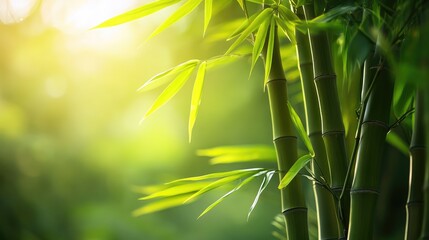 Lush bamboo plant illuminated by soft sunlight creating a serene and tranquil natural environment.