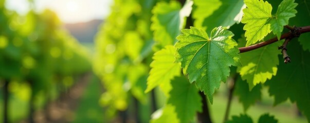 Fototapeta premium First spring leaves on a trellised vine growing in vineyard, vines, leaf