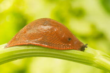 Limace rouge - France