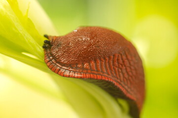 Limace rouge - France