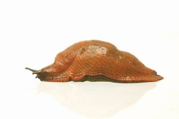 Limace rouge - France