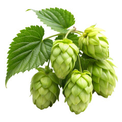 Hops isolated on transparent background