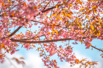 Delicate pink blossoms on branches against a bright blue sky.  A springtime scene reminiscent of Yunnan, China, near Dali.