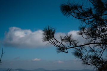 Silhouetted pine branches against a vibrant Yunnan sky.  Fluffy white clouds drift over distant...