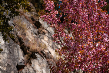 Vibrant pink blossoms of a flowering tree contrast against a rugged, rocky mountainside in Yunnan, China. The scene evokes the beauty of Dali's natural landscape.