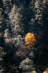 A single golden tree stands out amidst a dark, dense forest in the Yunnan province of China, near Dali.  The autumnal colors contrast beautifully against the evergreen backdrop.
