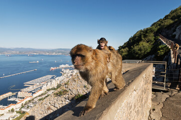 A monkey with it's baby on the Rock of Gibraltar with the town seen at the Background, United...