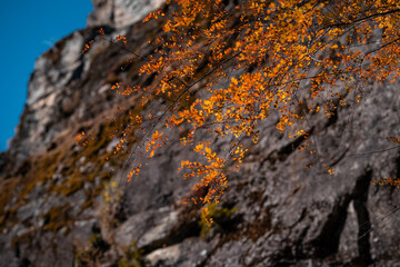 Autumn leaves in vibrant orange hues cling to a dark, mossy cliff face. The scene evokes the rugged beauty of the Yunnan province in China, near Dali.