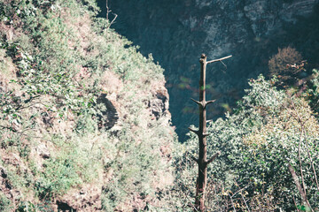 A high-angle view of a rugged Yunnan, China landscape.  A lone, charred tree stands amidst lush green vegetation and rocky terrain near Dali.  The scene evokes a sense of remote, wild beauty.