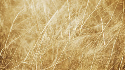 Fototapeta premium sepia background with frayed straw