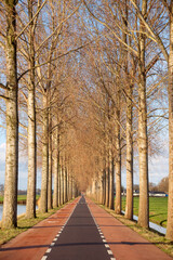 Alley with bare trees.  In the middle of the alley is a road and a bicycle road. A car and bicycle road runs along the field and canal. Trees grow along the road.