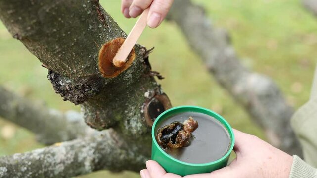 Female gardener is applying tree wound dressing or grafting wax to prevent infection and fungal or parasitic diseases after pruning branch