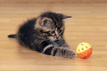 Chaton de gouttière jouant avec une balle