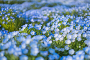 晴れた日のネモフィラの花畑