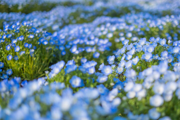 晴れた日のネモフィラの花畑