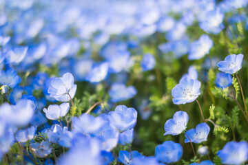 晴れた日のネモフィラの花畑